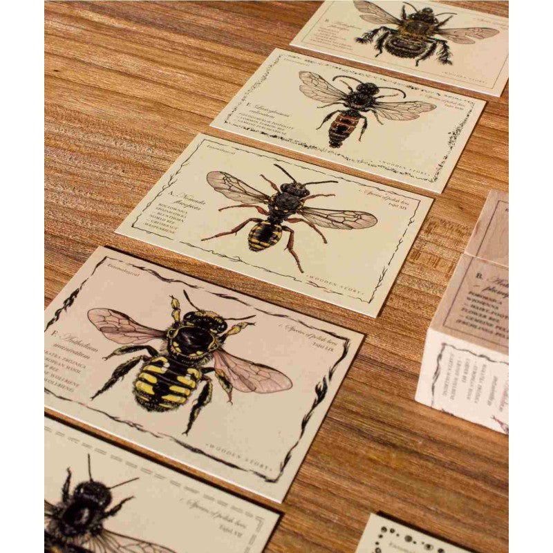 Wooden Blocks Bee Life - Species